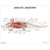 Axolotl Anatomy Chart/Poster