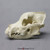 Pit Bull Skull Model