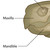 Zoom-in of the Tortoise Anatomy Chart/Poster showing the maxilla and mandible of a tortoise