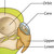 Close-up of Budgie Anatomy Poster showing the orbit, cere, upper mandible, and lower mandible