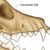 Zoom in of the canine dental map poster showing the carnassial 108