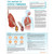 The Anatomy of Cystic Fibrosis Chart