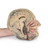 Frontal View of the Median Section Through Head (Sagittal Section of Head with Deep Dissection) Model