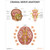 Cranial Nerve Anatomy Chart Web Image