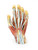 Hand 3D Printed Anatomy Model