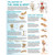 The Anatomy of The Hand & Wrist Chart / Poster - Laminated