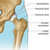 Illustration of a healthy hip joint in The Anatomy of The Hip Chart / Poster - Laminated