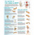 The Anatomy of The Hand and Wrist Chart/Poster