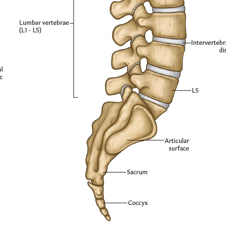 Vertebral Column Anatomy Chart Spine Poster Spinal Wallchart 7738