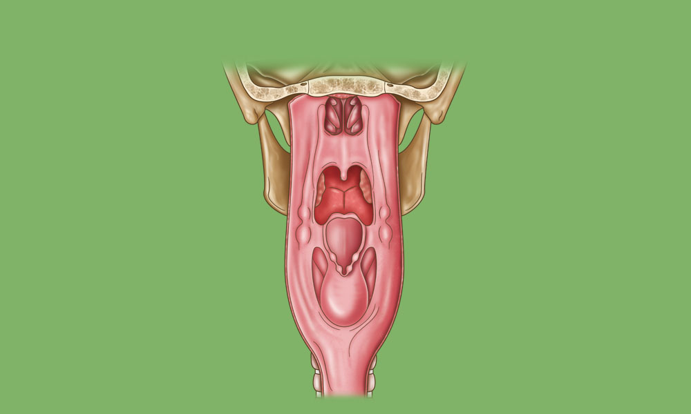 An illustration of the pharynx and larynx anatomy