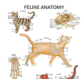 Feline