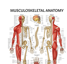 Muscle & </br> Skeleton