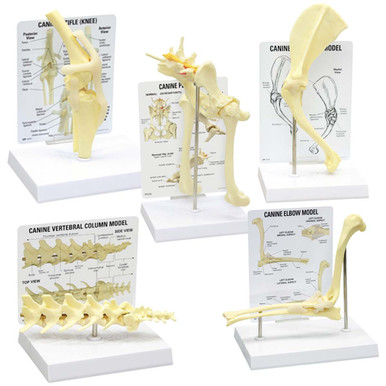 Canine Joint Model Collection (5 Part)