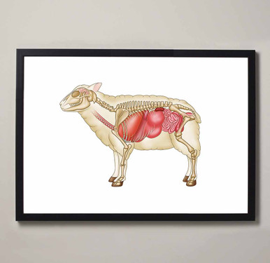 Sheep Internal Anatomy Fine Art Illustration Print