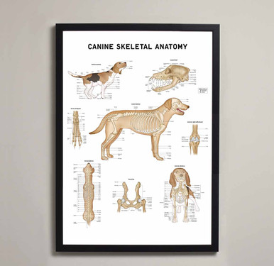 Canine Skeletal Anatomy Fine Art Print