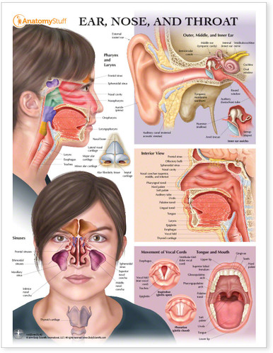 Ear, Nose and Throat Chart / Poster - Laminated