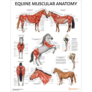 Equine Muscular Anatomy Chart / Poster - Laminated