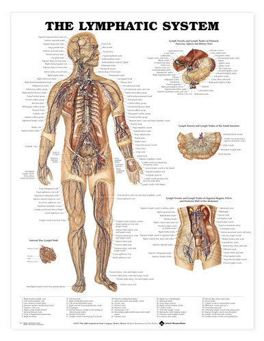 The Lymphatic System Anatomical Chart / Poster - Laminated