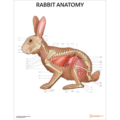 Rabbit Anatomy Chart / Poster - Laminated