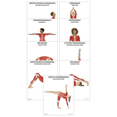 Yoga Anatomy