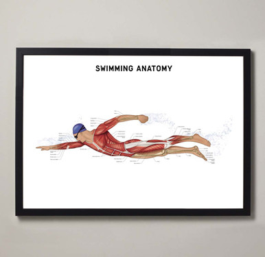 Swimming Anatomy Fine Art Print