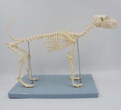 Budget Canine Skeleton Model (Medium)