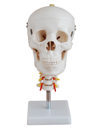 Budget Skull Model With Cervical Vertebrae