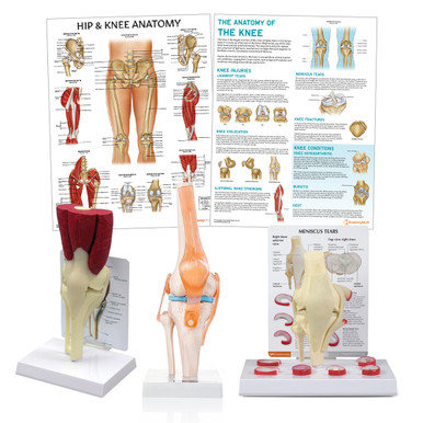 Knee Anatomy & Pathology Collection