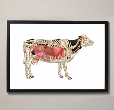 Bovine Internal Anatomy Fine Art Illustration Print