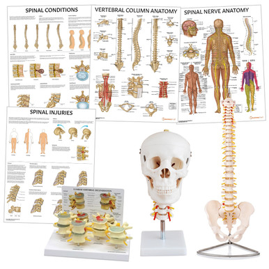 Spine Anatomy & Pathology Collection