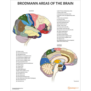 Brodmann Areas of the Brain Chart / Poster - Laminated