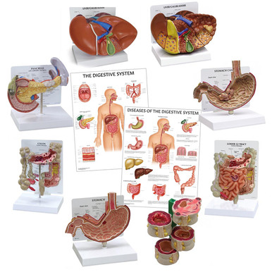 Digestive System Anatomy & Pathology Collection