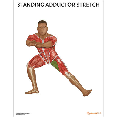 Standing Adductor Stretch Chart / Poster - Laminated