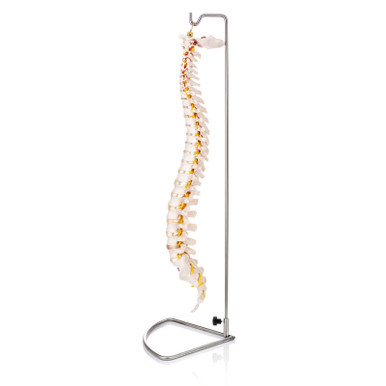 Budget Flexible Spine Model