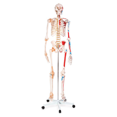 Budget Skeleton Model with Muscles and Ligaments
