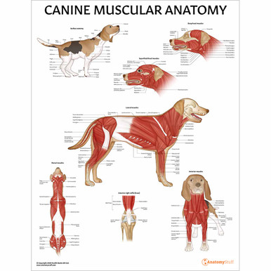 Canine Muscular Anatomy Chart / Poster - Laminated