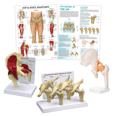 Hip Anatomy & Pathology Collection