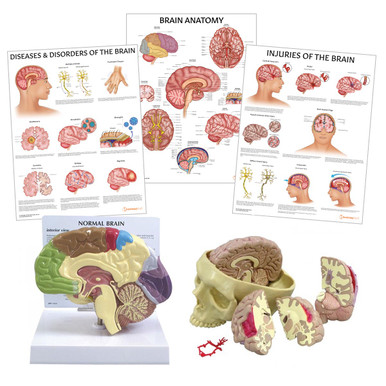 Brain Anatomy & Pathology Collection