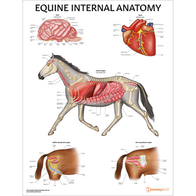 pregnant horse diagram