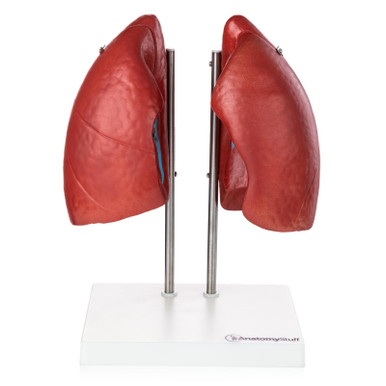 Budget Lungs Model (4 part)