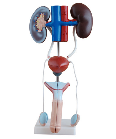 Budget Male Urogenital System Model