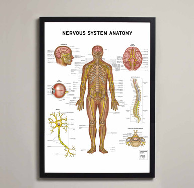 Nervous System Anatomy Fine Art Print