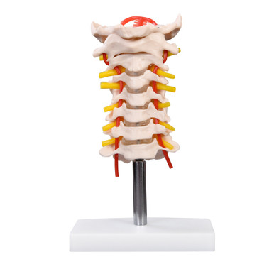 Budget Cervical Spine Model