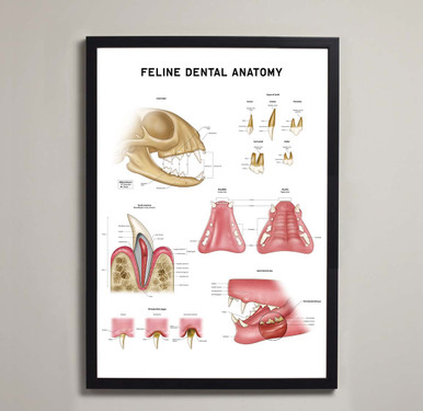 Feline Dental Anatomy Fine Art Print