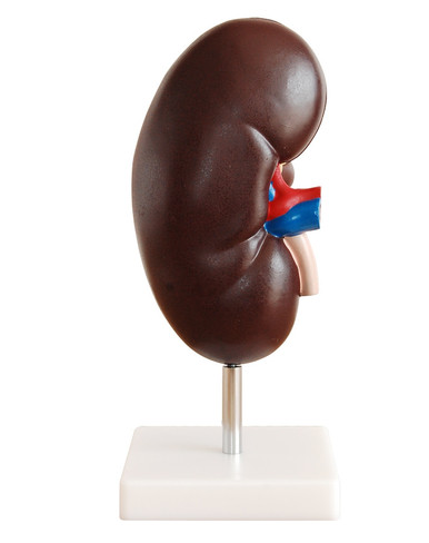 Budget Kidney Model (2 Times Life Size, 2 Part)