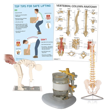 AnatomyStuff Complete Manual Handling Demonstration Kit