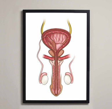 Male Reproductive Anatomy Fine Art Illustration Print