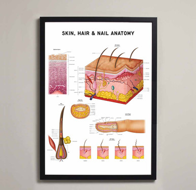 Skin, Hair & Nail Anatomy Fine Art Print