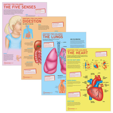 Anatomy for Children 4 Poster Collection (Laminated)
