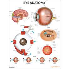 Eye Anatomy Chart / Poster - Laminated